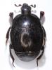 Saprinus subnitescens